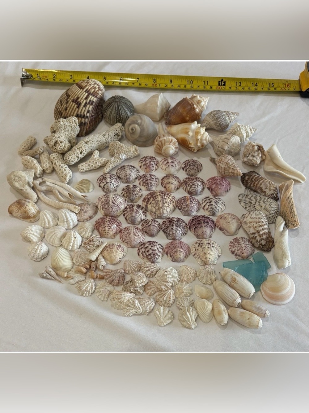 110 MIX ASSORTED SEASHELLS SHELLS MID SIZE SANIBEL, FLORIDA CRAFT /COLLECTER LOT
